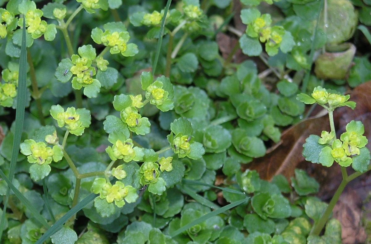 Opposite-leaved Golden-saxifrage