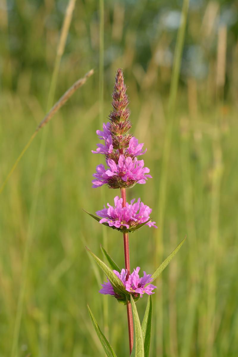 Purple Loosestrife