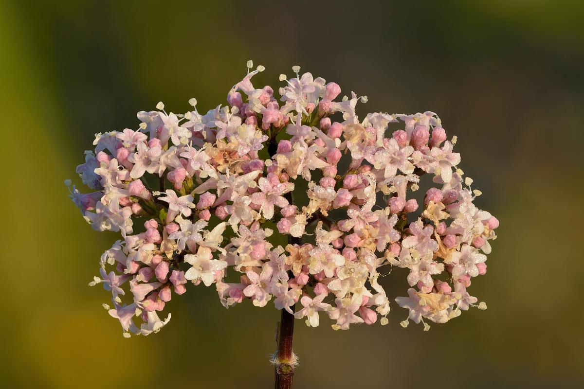Common Valerian