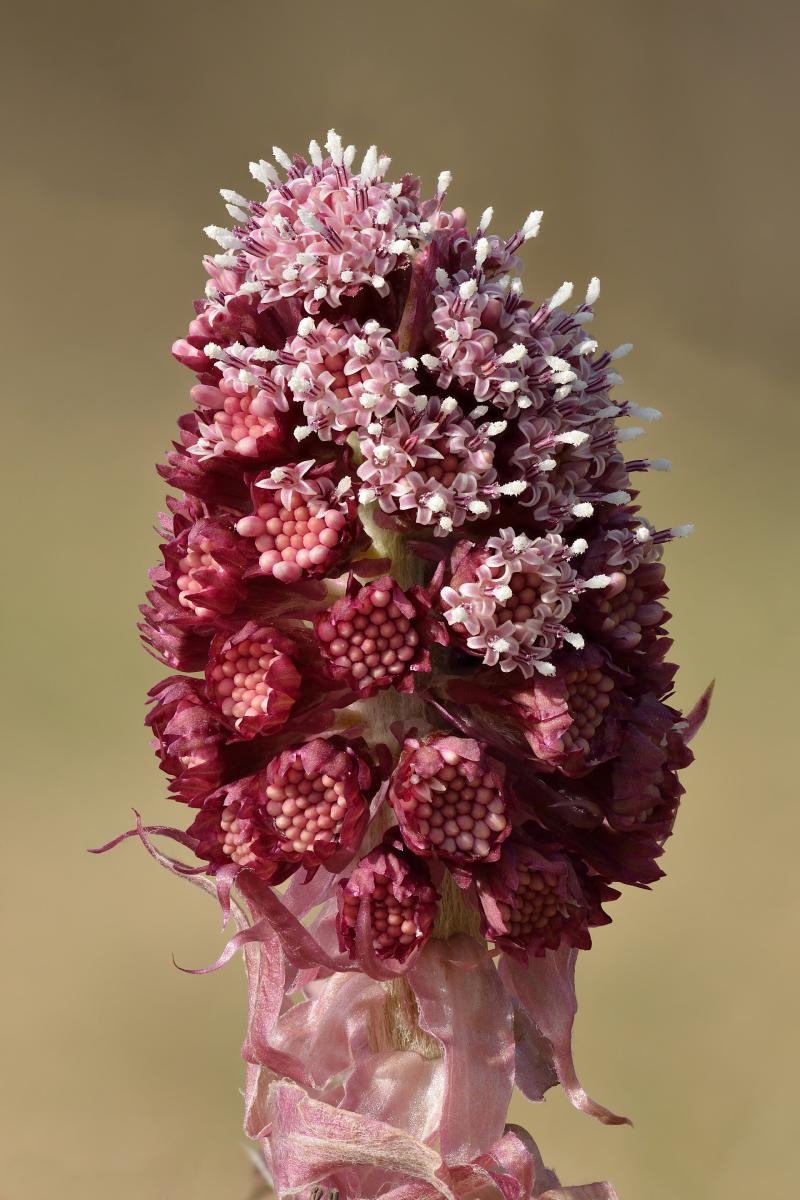 Butterbur