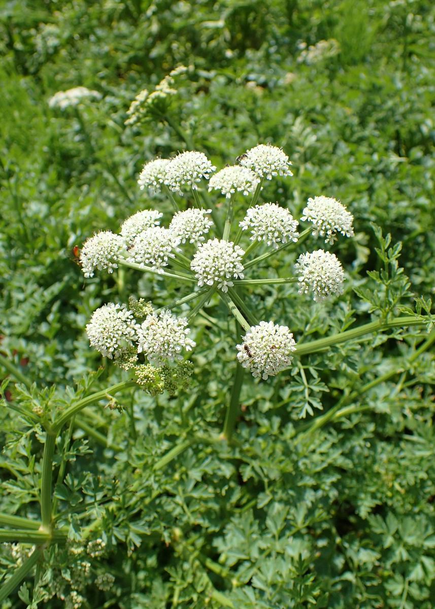 Hemlock Water-dropwort
