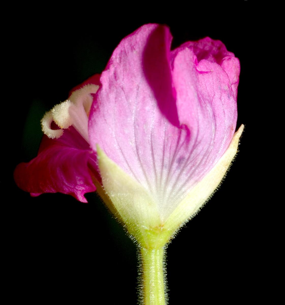 Great Willowherb