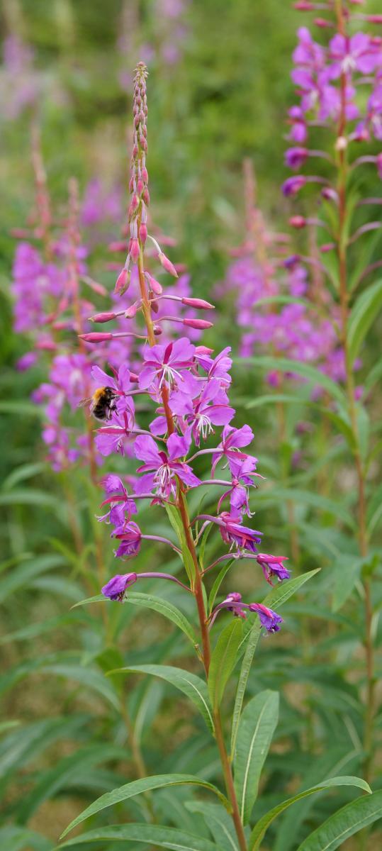 Rosebay Willowherb