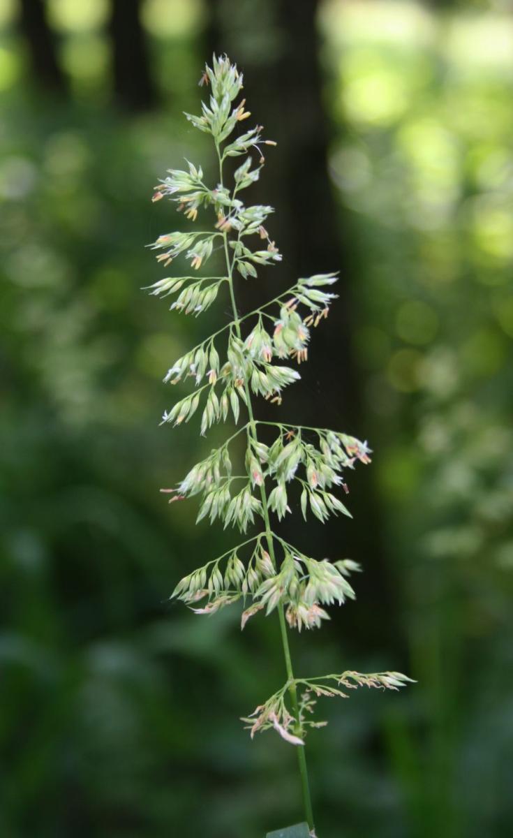 Reed Canary-grass