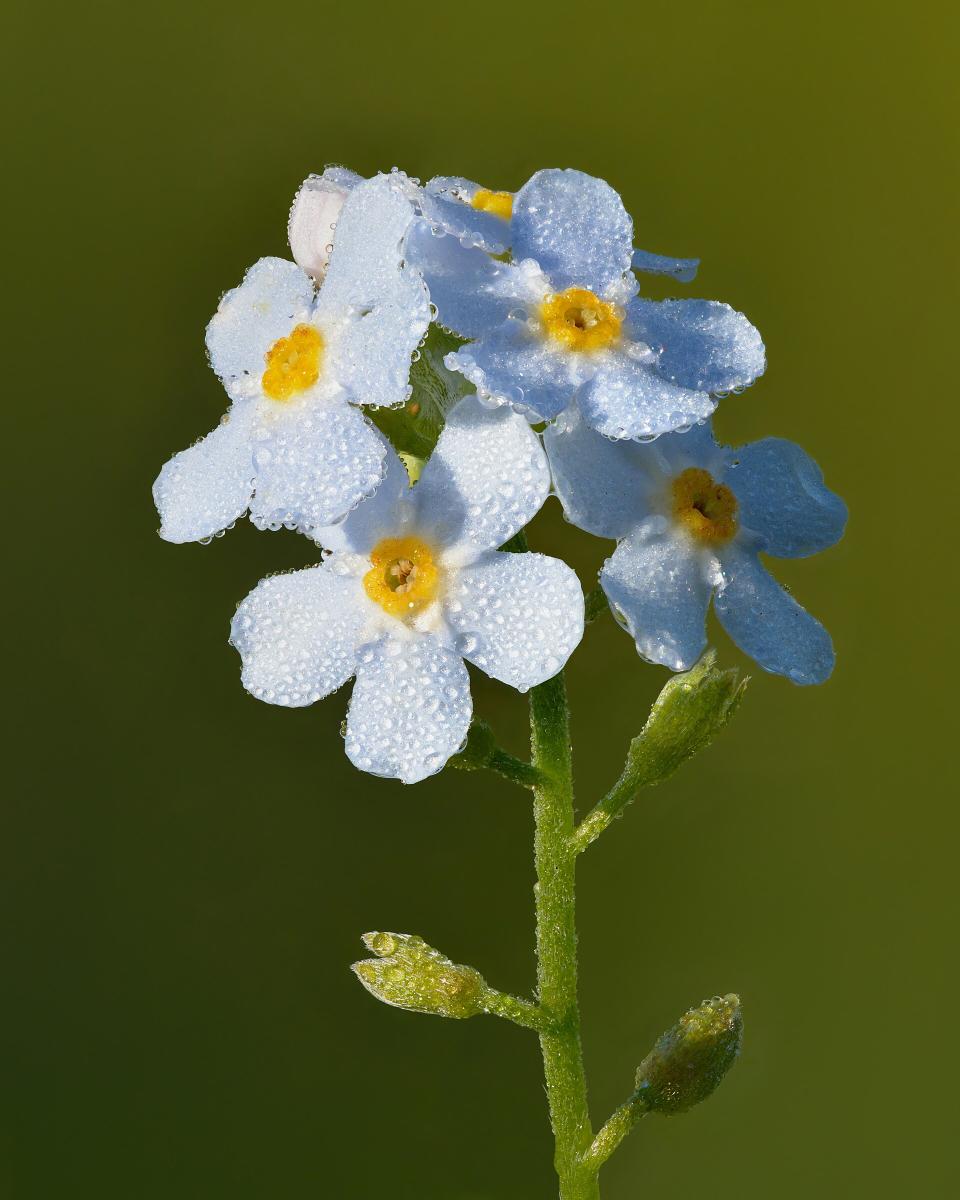 Water Forget-me-not