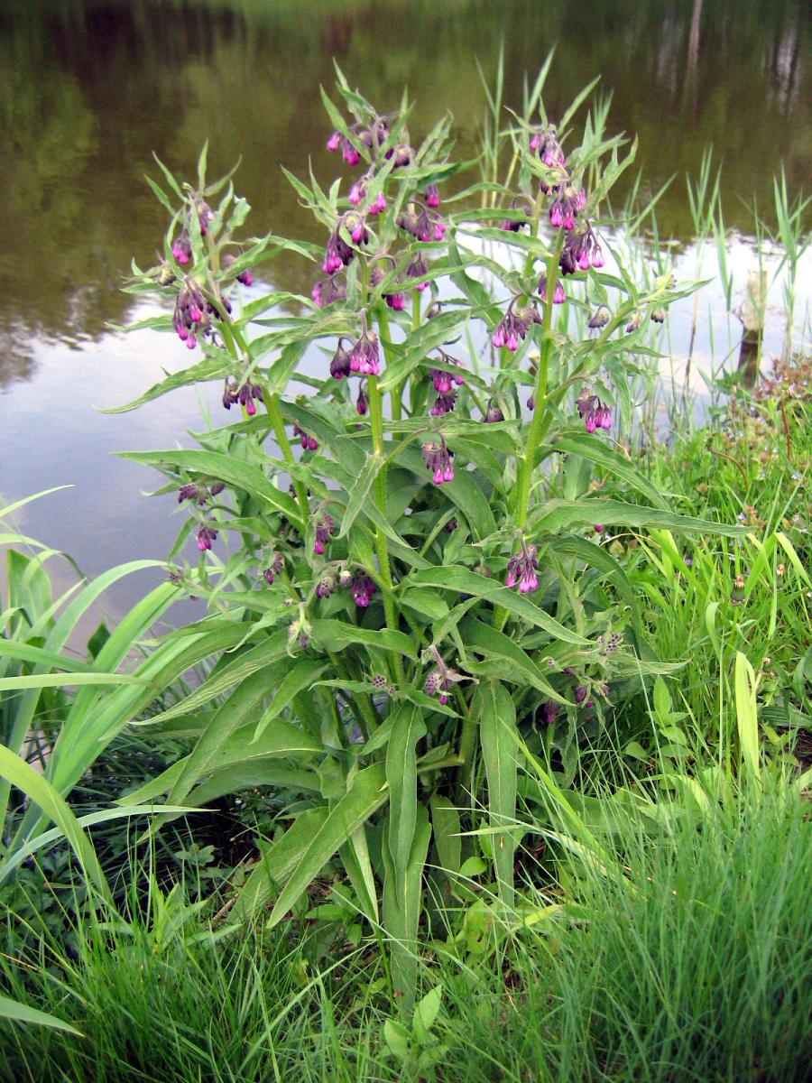 Common Comfrey