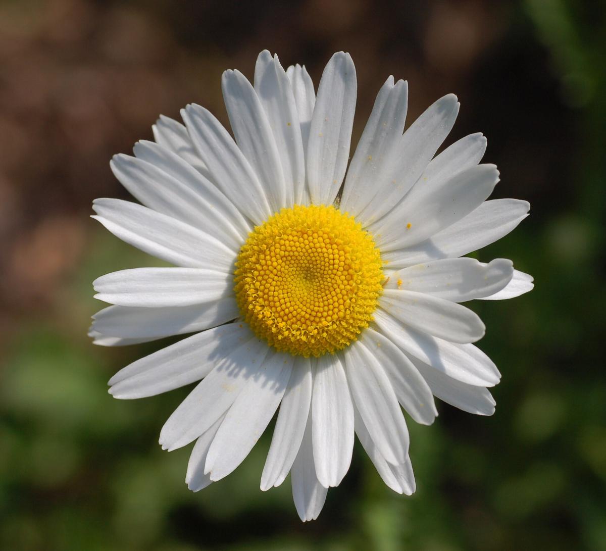 Ox-eye Daisy