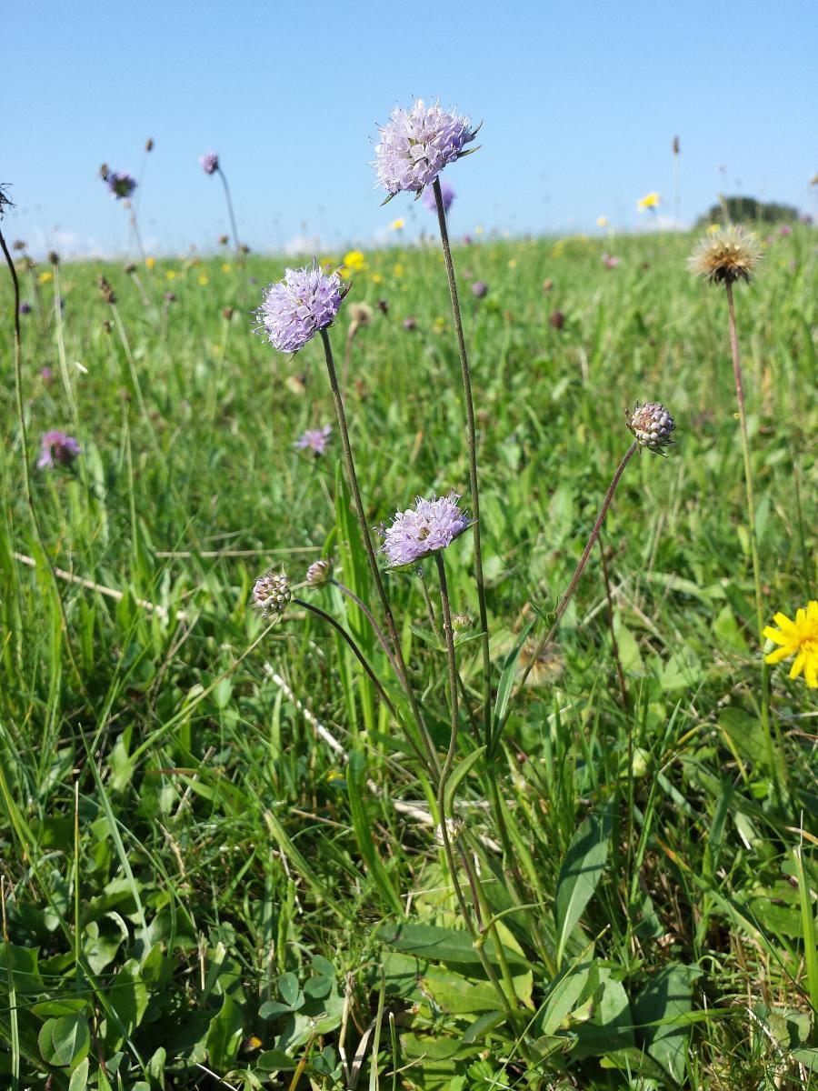 Devil's-bit Scabious