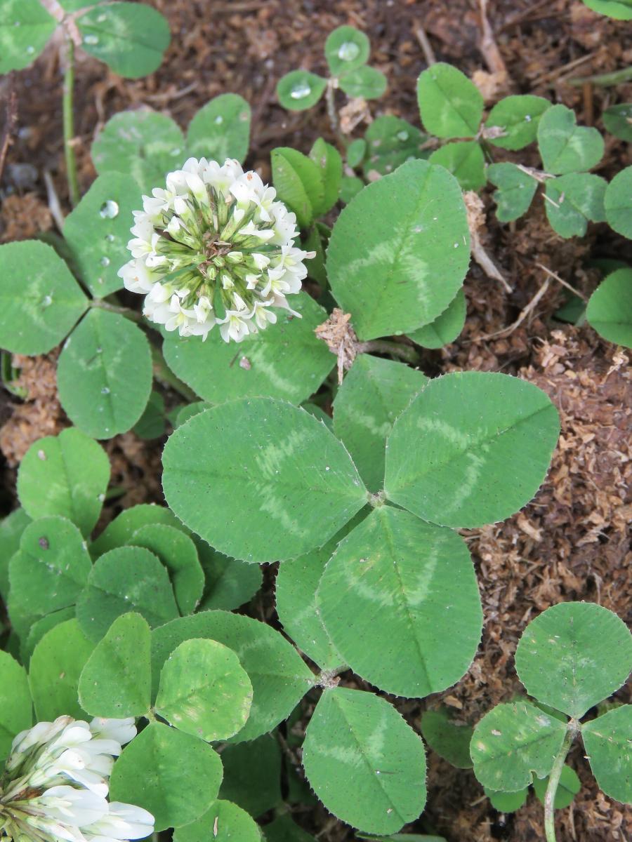 White Clover