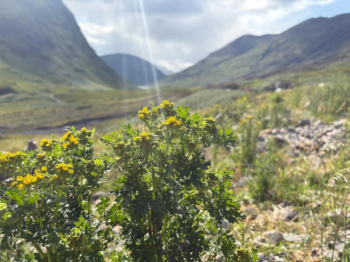 Common Ragwort